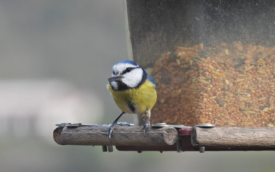 [ Les bons gestes pour aider les oiseaux en hiver ]